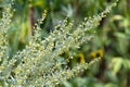 Botanical collection, leaves and berries of silver mound artemisia absinthum medicinal plant