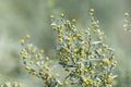 Botanical collection, leaves and berries of silver mound artemisia absinthum medicinal plant