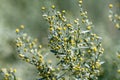 Botanical collection, leaves and berries of silver mound artemisia absinthum medicinal plant Royalty Free Stock Photo