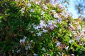 Botanical collection of medicinal and climbing plants, Jasminum officinale, jasmine plant in blossom