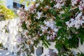 Botanical collection of medicinal and climbing plants, Jasminum officinale, jasmine plant in blossom