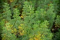 Botanical collection of medicinal and cosmetic plants and herbs, Artemisia abrotanum or southernwood, lad`s love plant