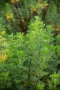 Botanical collection of medicinal and cosmetic plants and herbs, Artemisia abrotanum or southernwood, lad\'s love plant