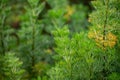 Botanical collection of medicinal and cosmetic plants and herbs, Artemisia abrotanum or southernwood, lad\'s love plant