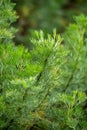 Botanical collection of medicinal and cosmetic plants and herbs, Artemisia abrotanum or southernwood, lad\'s love plant