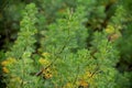 Botanical collection of medicinal and cosmetic plants and herbs, Artemisia abrotanum or southernwood, lad\'s love plant