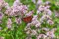 Botanical collection of medicinal and edible plants, blossom of oregano or origanum vulgare kitchen herb