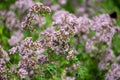 Botanical collection of medicinal and edible plants, blossom of oregano or origanum vulgare kitchen herb