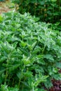 Botanical collection, medicinal plant althaea officinalis in summer