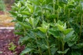 Botanical collection, medicinal plant althaea officinalis in summer