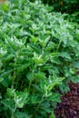 Botanical collection, medicinal plant althaea officinalis in summer