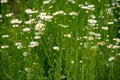 Botanical collection of medicinal plants, Chamaemelum nobile or Roman chamomile, English or garden chamomile flowers Royalty Free Stock Photo