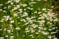 Botanical collection of medicinal plants, Chamaemelum nobile or Roman chamomile, English or garden chamomile flowers Royalty Free Stock Photo