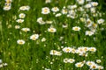 Botanical collection of medicinal plants, Chamaemelum nobile or Roman chamomile, English or garden chamomile flowers