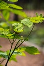 Botanical collection of medicinal plants and herbs, Eleutherococcus senticosus or devil`s bush, Siberian ginseng, eleuthero plant