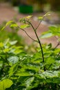 Botanical collection of medicinal plants and herbs, Eleutherococcus senticosus or devil\'s bush, Siberian ginseng, eleuthero plant