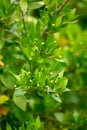 Botanical collection of medicinal plants and herbs, Myrtus communis or true myrtle plant used in aromatherapy and medicine