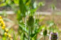 Botanical collection of medicinal plants and herbs, wild teasel or fuller dispacus sylvestris