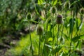 Botanical collection of medicinal plants and herbs, wild teasel or fuller dispacus sylvestris Royalty Free Stock Photo