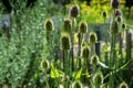 Botanical collection of medicinal plants and herbs, wild teasel or fuller dispacus sylvestris Royalty Free Stock Photo