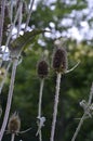 Botanical collection of medicinal plants and herbs, wild teasel or fuller dispacus sylvestris in summer Royalty Free Stock Photo