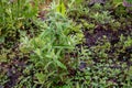 Mentha aquatica medicinal plant or water mint is perennial flowering plant in the mint family Lamiaceae