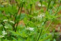 Botanical collection, myrrh chervil or myrrhis odorata medicinal plant