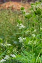 Botanical collection, myrrh chervil or myrrhis odorata medicinal plant