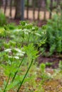 Botanical collection, myrrh chervil or myrrhis odorata medicinal plant