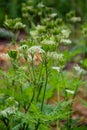 Botanical collection, myrrh chervil or myrrhis odorata medicinal plant