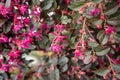 Botanical collection, pink flowers of Loropetalum chinense Black Pearl plant Royalty Free Stock Photo