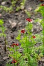 Botanical collection of plants and herbs, red flowers of adonis vernalis