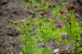 Botanical collection of plants and herbs, red flowers of adonis vernalis