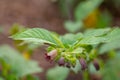 Botanical collection of poisonious plants and herbs, Atropa belladonna or belladonna or deadly nightshade plant