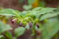 Botanical collection of poisonious plants and herbs, Atropa belladonna or belladonna or deadly nightshade plant