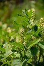 Botanical collection of poisonious plants and herbs, Phytolacca americana, or American pokeweed, poke sallet, dragonberries plant