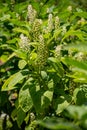 Botanical collection of poisonious plants and herbs, Phytolacca americana, or American pokeweed, poke sallet, dragonberries plant