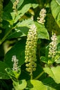 Botanical collection of poisonious plants and herbs, Phytolacca americana, or American pokeweed, poke sallet, dragonberries plant