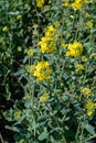 Botanical collection, Rapeseed Brassica napus bright-yellow flowering plant, cultivated for its oil-rich seed, source of vegetable Royalty Free Stock Photo