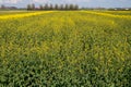 Botanical collection, Rapeseed Brassica napus bright-yellow flowering plant, cultivated for its oil-rich seed, source of vegetable Royalty Free Stock Photo