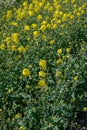Botanical collection, Rapeseed Brassica napus bright-yellow flowering plant, cultivated for its oil-rich seed, source of vegetable Royalty Free Stock Photo