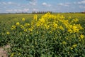 Botanical collection, Rapeseed Brassica napus bright-yellow flowering plant, cultivated for its oil-rich seed, source of vegetable Royalty Free Stock Photo