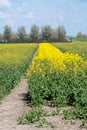 Botanical collection, Rapeseed Brassica napus bright-yellow flowering plant, cultivated for its oil-rich seed, source of vegetable Royalty Free Stock Photo