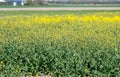 Botanical collection, Rapeseed Brassica napus bright-yellow flowering plant, cultivated for its oil-rich seed, source of vegetable Royalty Free Stock Photo