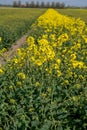 Botanical collection, Rapeseed Brassica napus bright-yellow flowering plant, cultivated for its oil-rich seed, source of vegetable Royalty Free Stock Photo