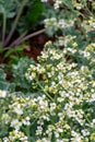 Botanical collection, white blossom of eadible sea shore plant Crambe maritima or sea kale,seakale or crambe flowering plant in