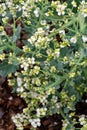 Botanical collection, white blossom of eadible sea shore plant Crambe maritima or sea kale,seakale or crambe flowering plant in