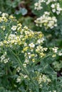 Botanical collection, white blossom of eadible sea shore plant Crambe maritima or sea kale,seakale or crambe flowering plant in