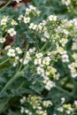 Botanical collection, white blossom of eadible sea shore plant Crambe maritima or sea kale,seakale or crambe flowering plant in