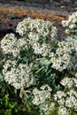 Botanical collection, white blossom of eadible sea shore plant Crambe maritima or sea kale,seakale or crambe flowering plant in